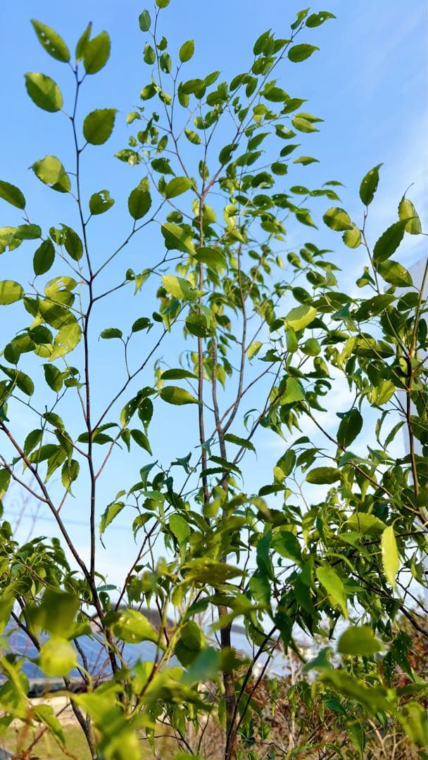 超逸品。山採りハイノキ株立ち2.4M(鉢底から)