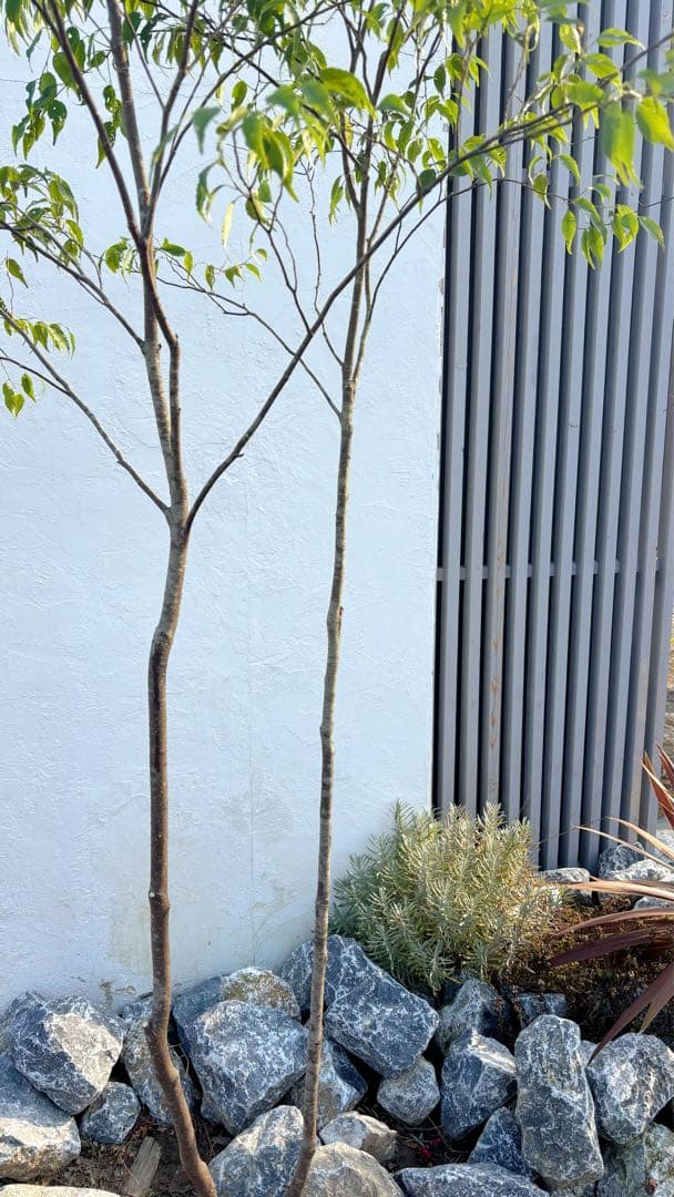 超逸品。山採りハイノキ株立ち2.4M(鉢底から)