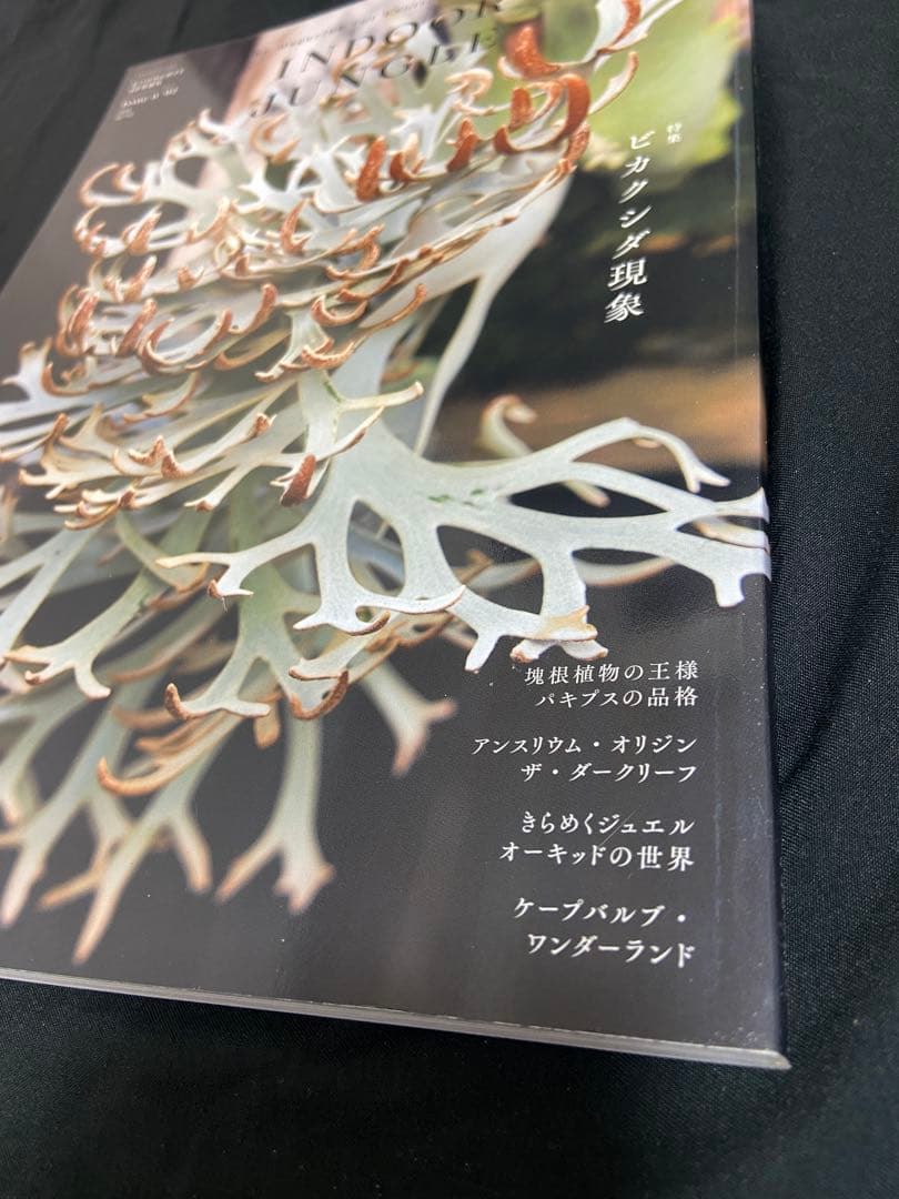 INDOOR JUNGLE 02 2024 Spring インドアジャングル