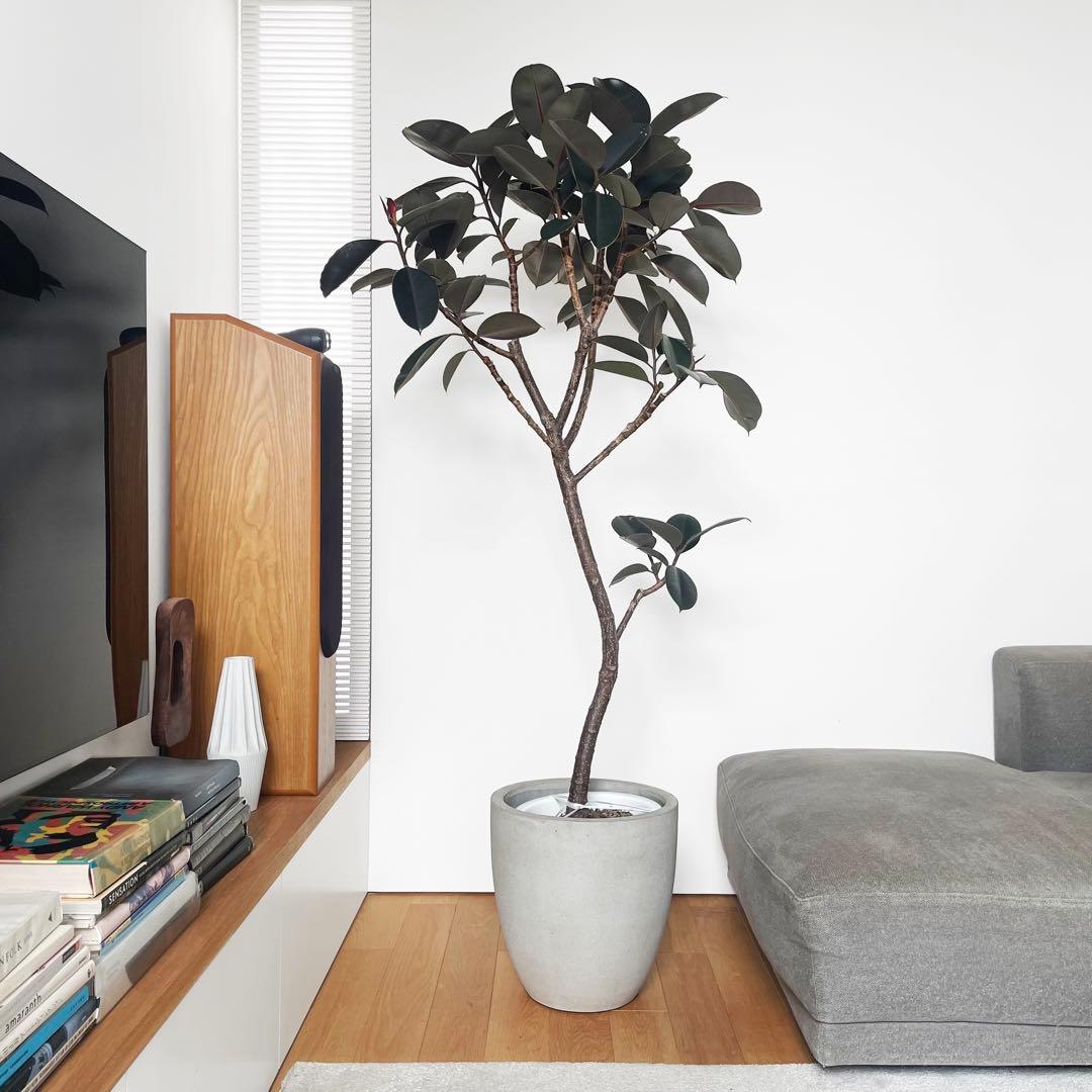 観葉植物 フィカス バーガンディ