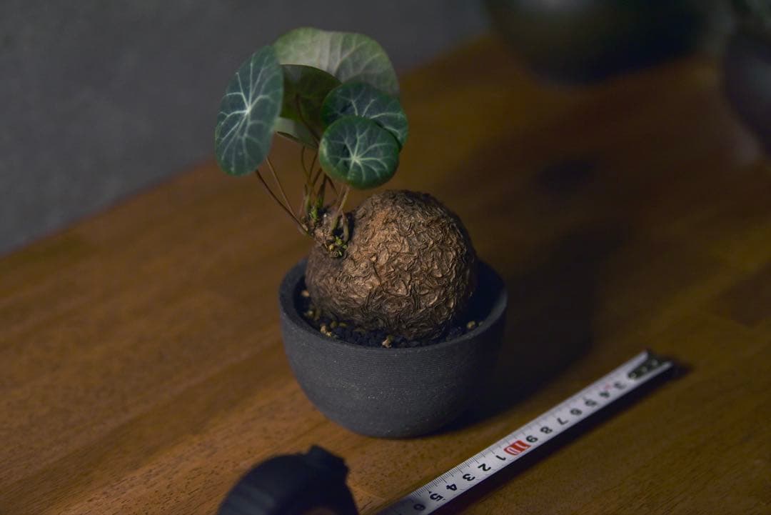 発根済 ステファニア　カウィーサキー　塊根植物