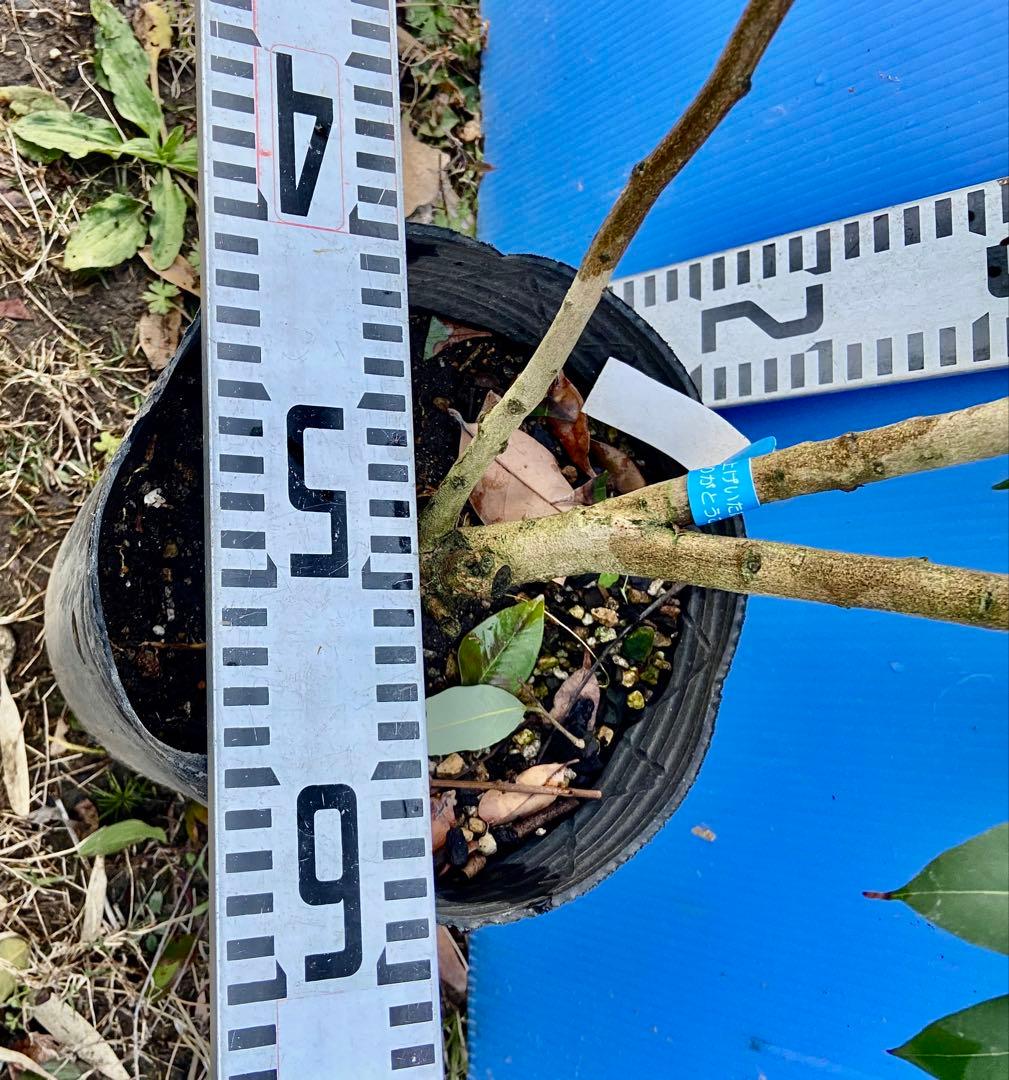 ❶-1 玉荷包ライチ　大玉　耐寒性あり