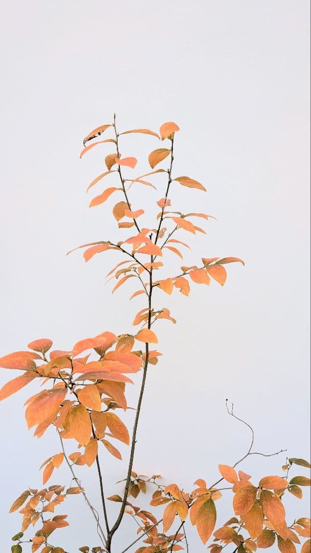 山採りヤマコウバシ。