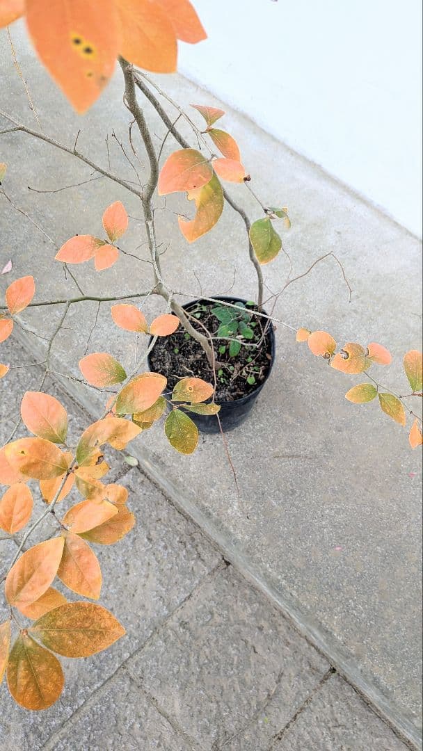 山採りヤマコウバシ。