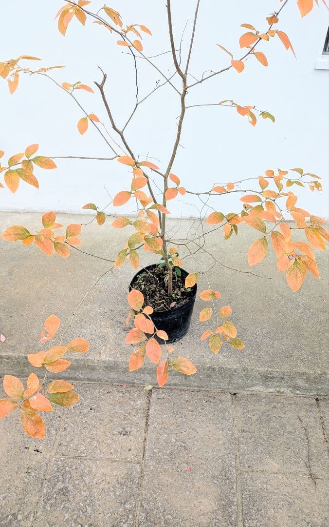 山採りヤマコウバシ。