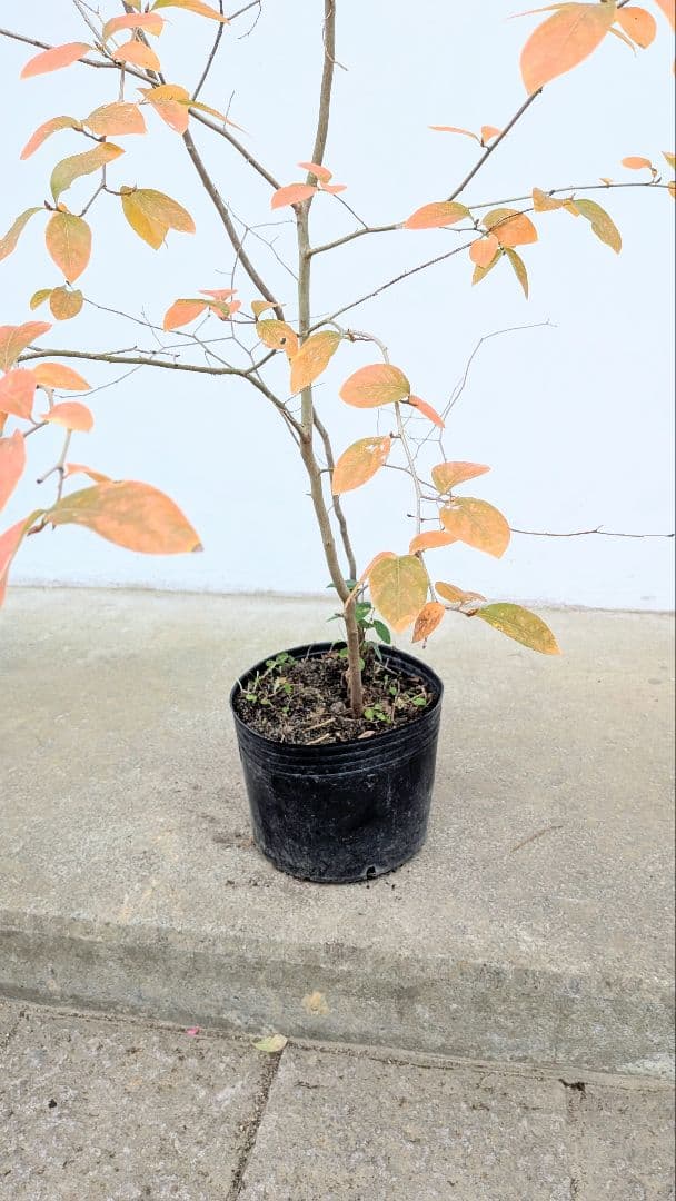 山採りヤマコウバシ。