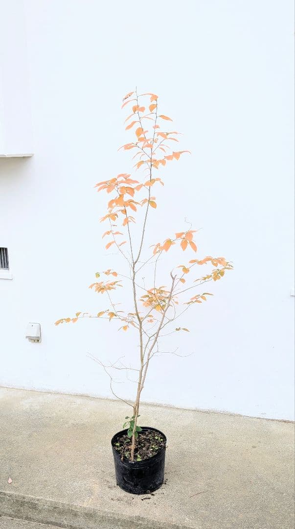 山採りヤマコウバシ。