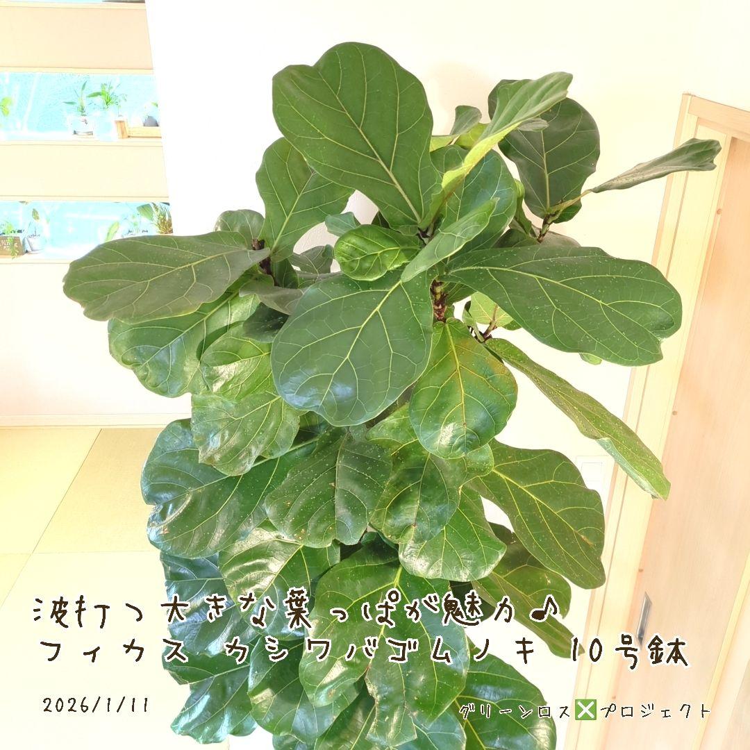 【Jonald ⚠追加有り❗️】フィカスカシワバゴムノキ10号鉢②