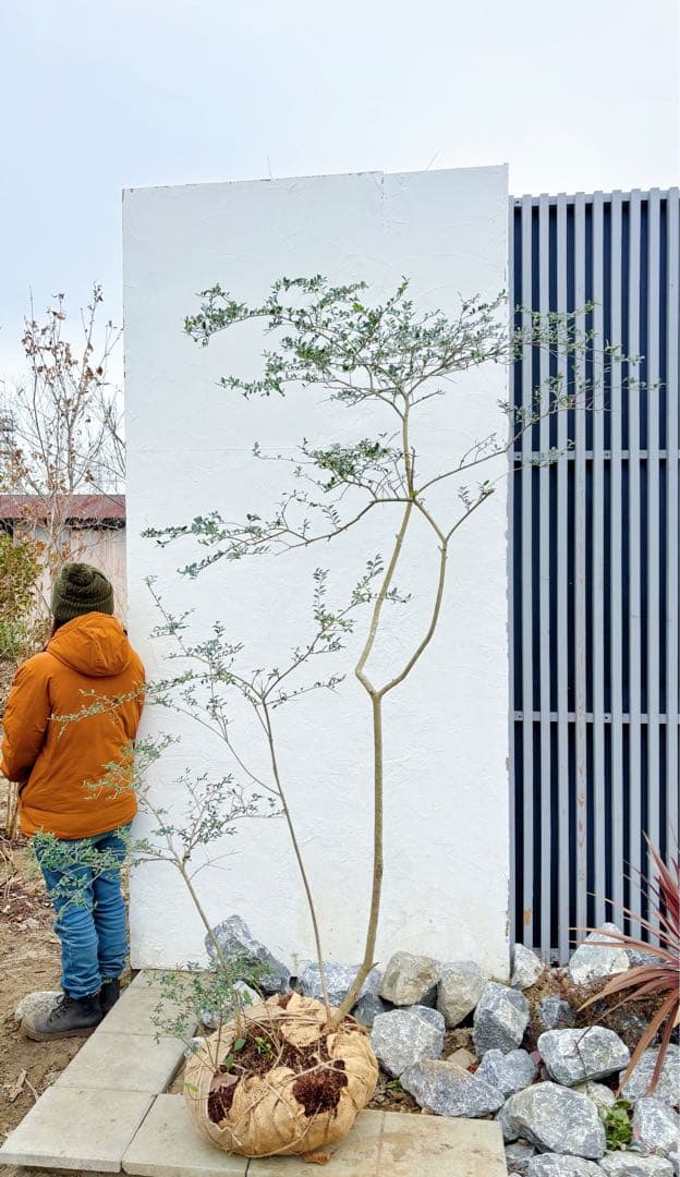 超美形。山採りツゲ(柘植)株立ち2.3M(鉢底から)