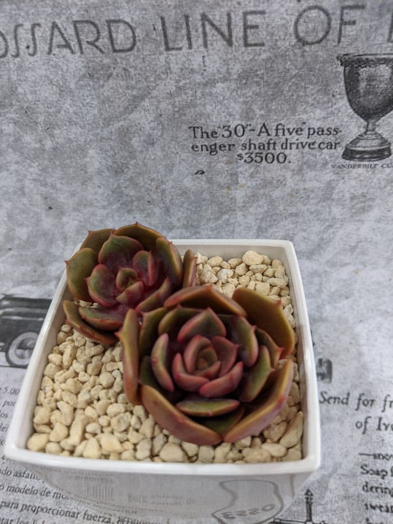 多肉植物　抜き苗　Big Red