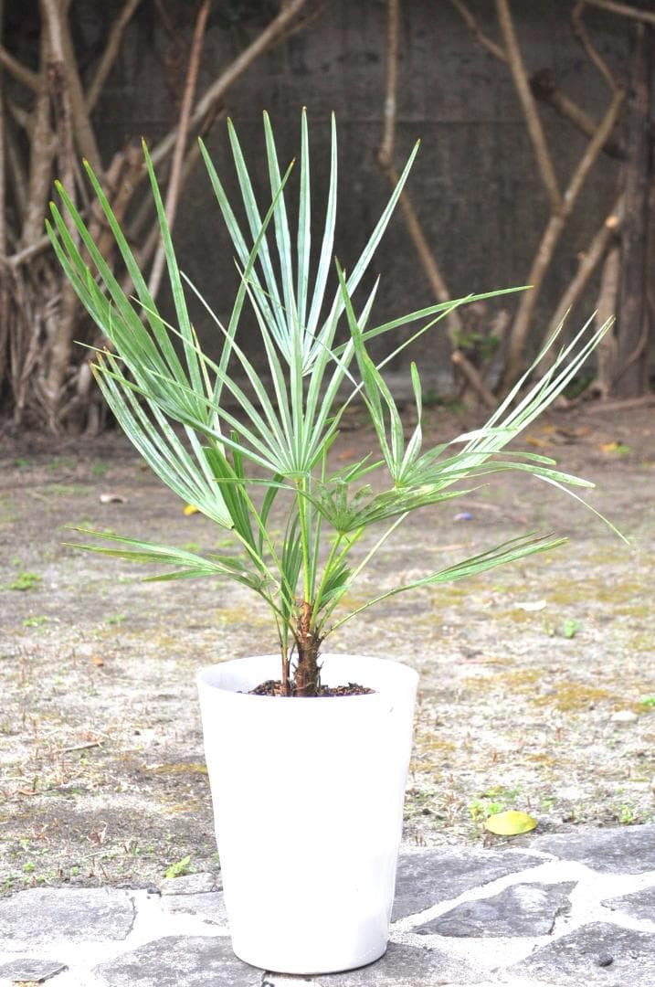 チャメロプス フミリス セリフェラ 78cm 7号　Chamaerops