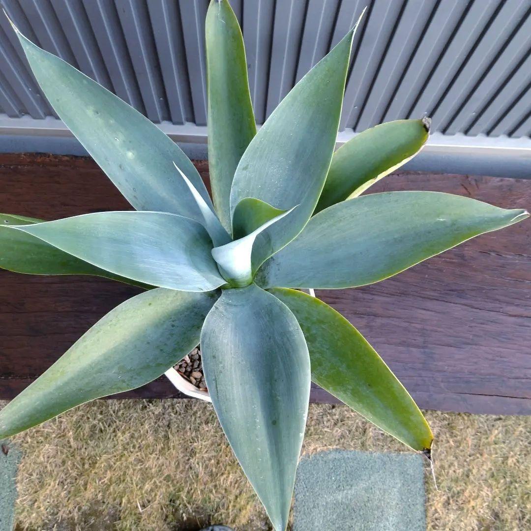 #86 アガベ アテナータ ハンチントンブルー(旧スーパーノヴァ)