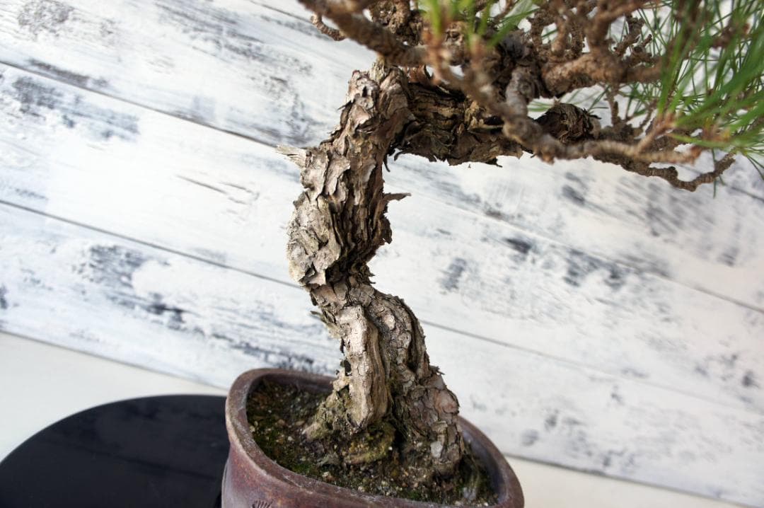 盆栽 『黒松』 インテリア 園芸 観葉植物 ガーデニング 送料無料 b029