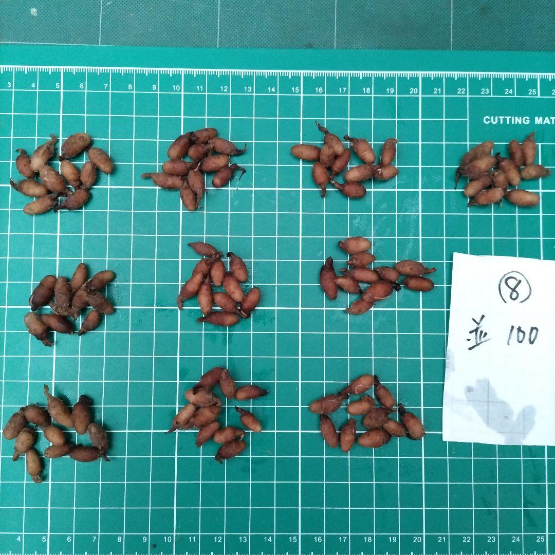 サギソウ　たび