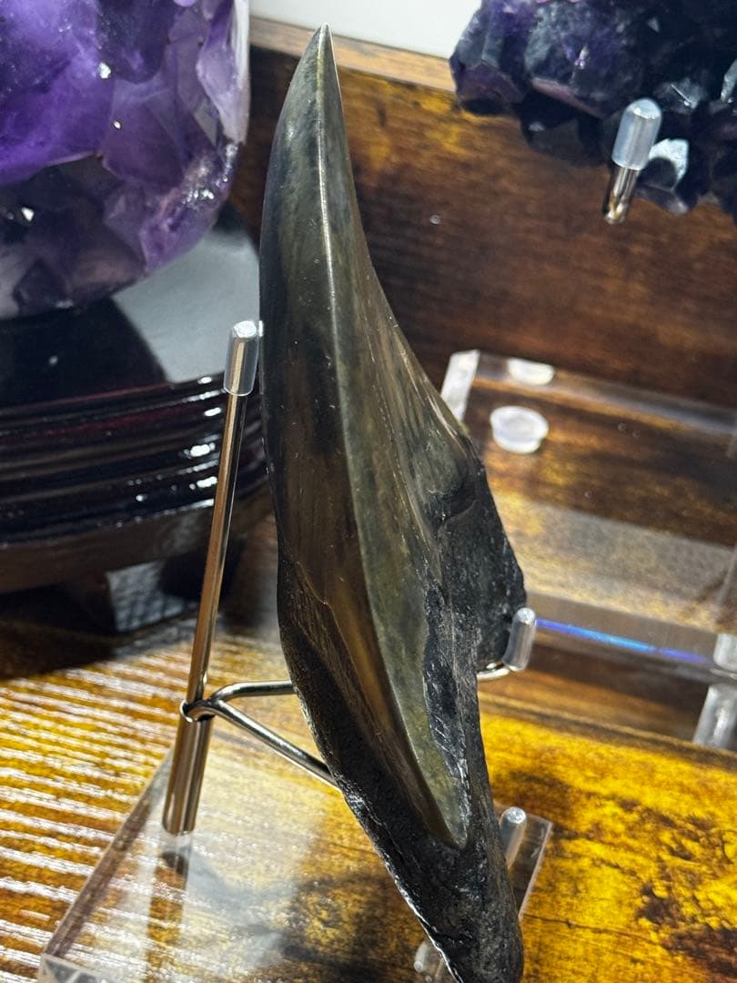 メガロドン　歯の化石