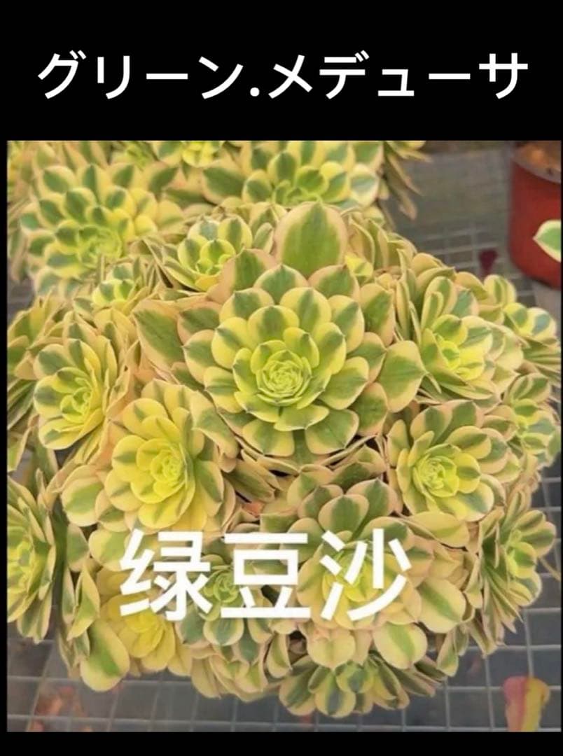 多肉植物アエオニウム錦❤️グリーン.メデューサ❤️ 状態図