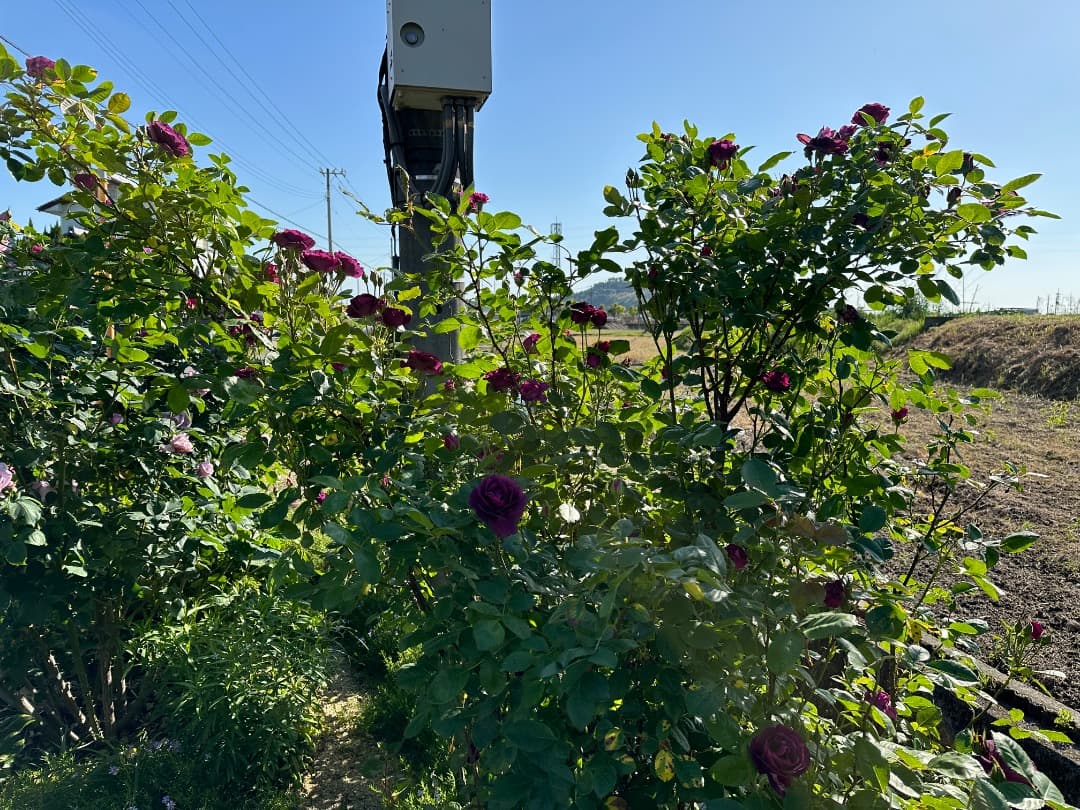 ♡12/16まで【バラ「超」大苗】ミステリューズ　仏ドリュ社