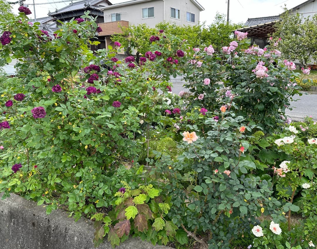 ♡12/16まで【バラ「超」大苗】ミステリューズ　仏ドリュ社