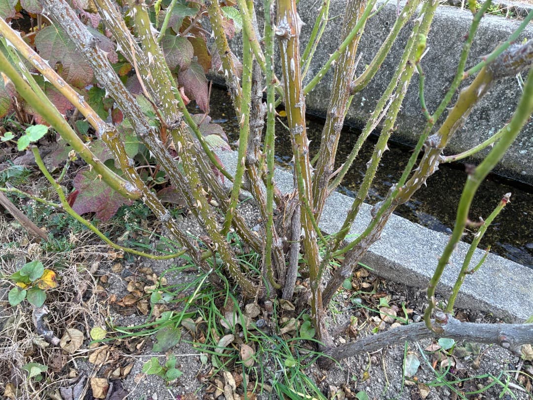 ♡12/16まで【バラ「超」大苗】ミステリューズ　仏ドリュ社