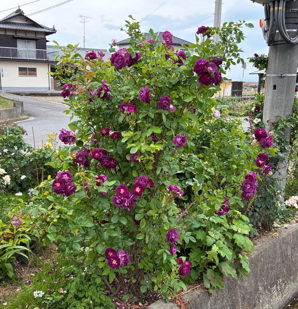 ♡12/16まで【バラ「超」大苗】ミステリューズ　仏ドリュ社