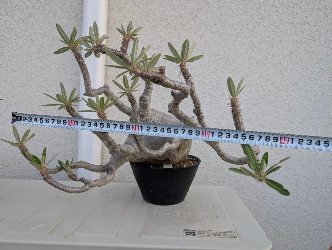 【超大株！】パキポディウム　グラキリス　現地球　発根済み