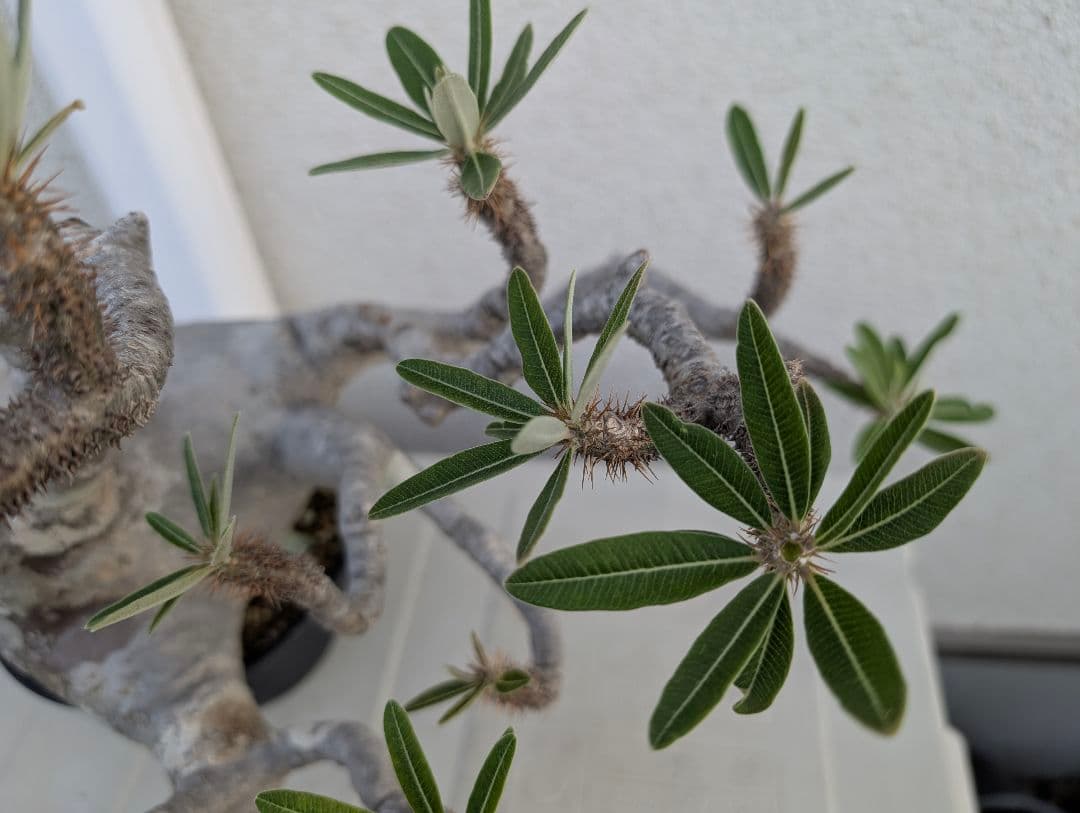 【超大株！】パキポディウム　グラキリス　現地球　発根済み