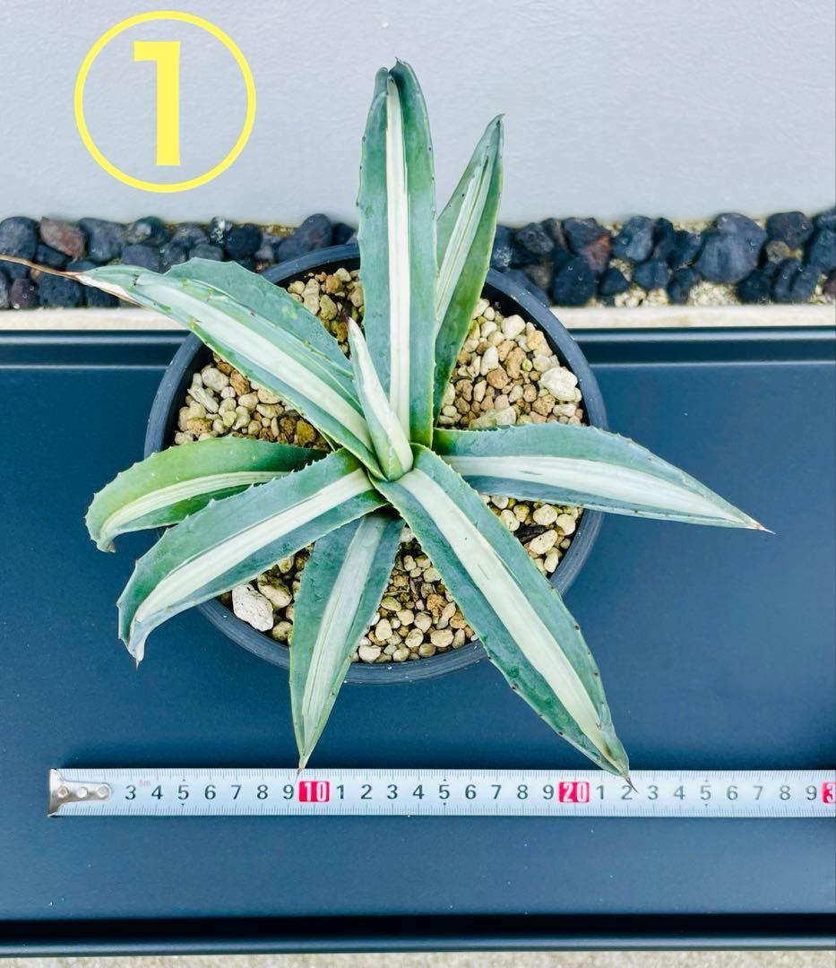 ☆ 葉幅広2株セット☆美株☆大株☆アガベ アメリカーナ華厳