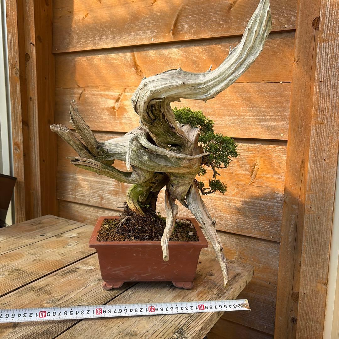 龍*芳様 糸魚川真柏盆栽　創作盆栽　たぬき