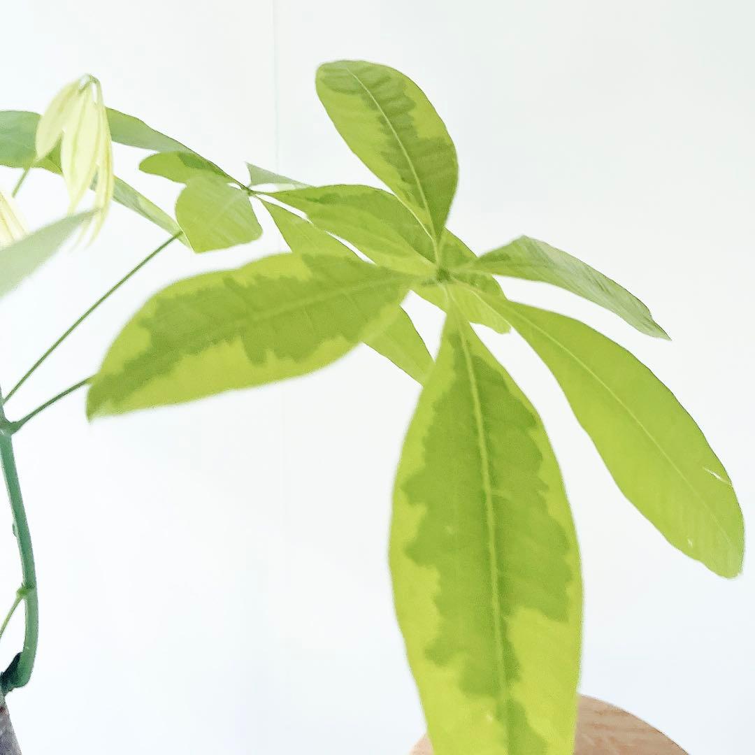 斑入り パキラ ムーンライト アートストーンポット 観葉植物 室内