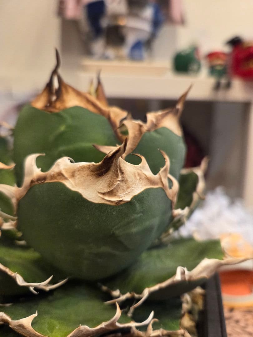 【アガベ オアハカ 親株】 オアハカ Oaxaca 大株 現地球ウリエル 実生