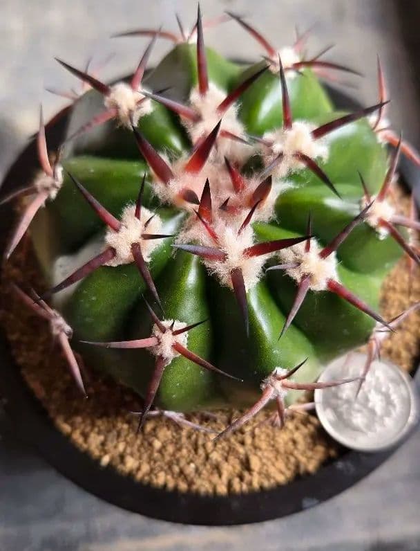 ディスコカクタス　ギガンティア