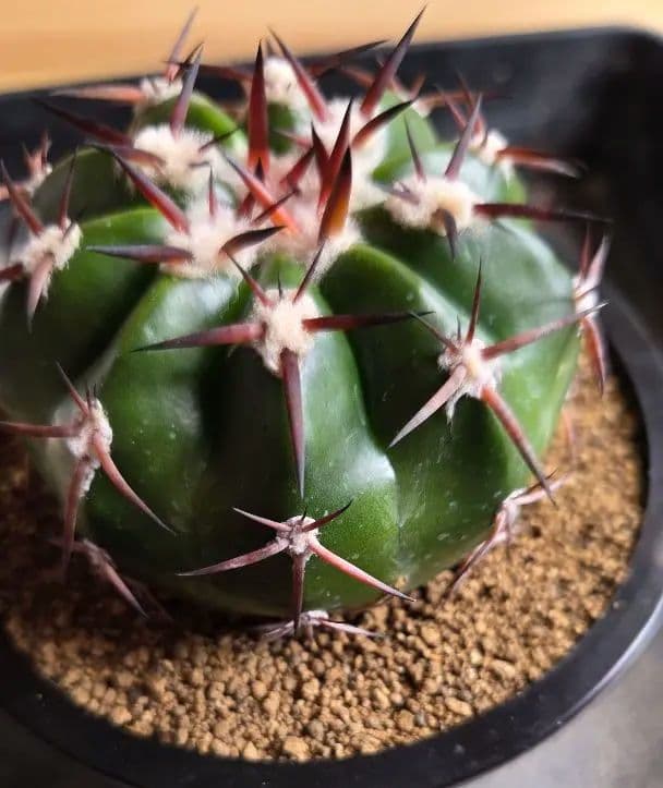 ディスコカクタス　ギガンティア