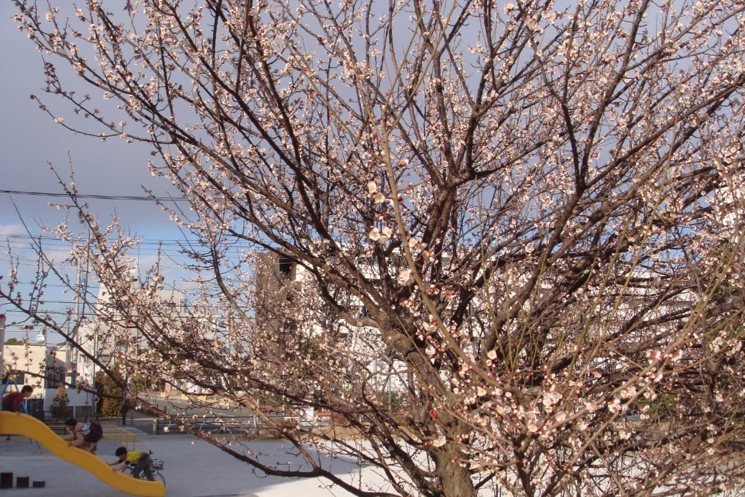 実写美⭕️【動作確認済み】SONY ソニー　Cyber-shot DSC-T70