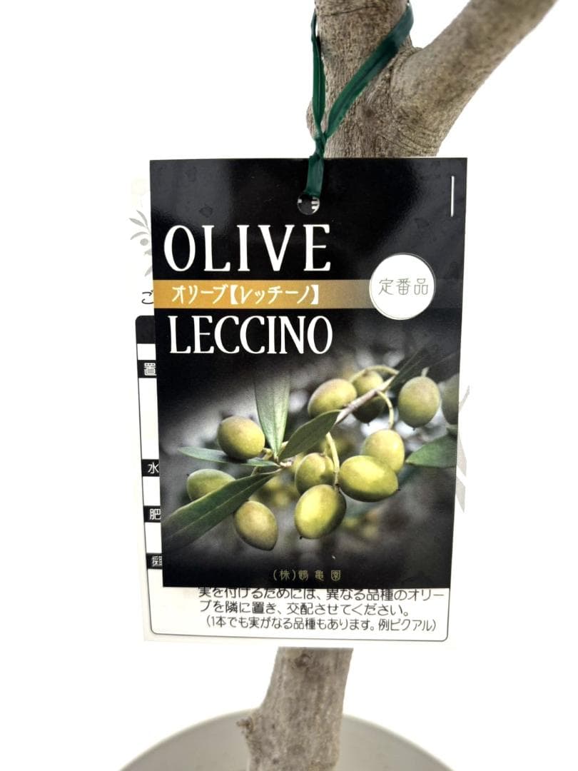 オリーブの木　レッチーノ　8号　約125cm　NO.867　人気品種　現品掲載