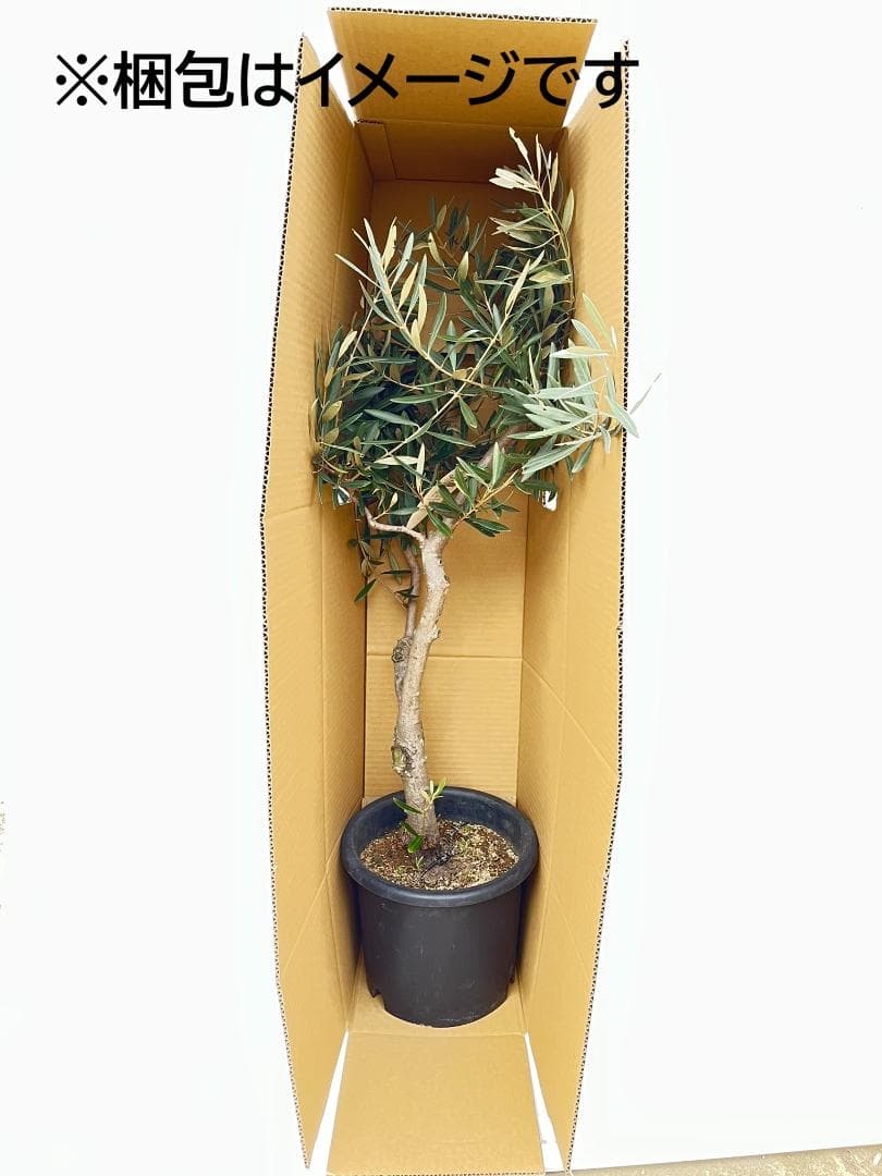 オリーブの木　レッチーノ　8号　約125cm　NO.867　人気品種　現品掲載