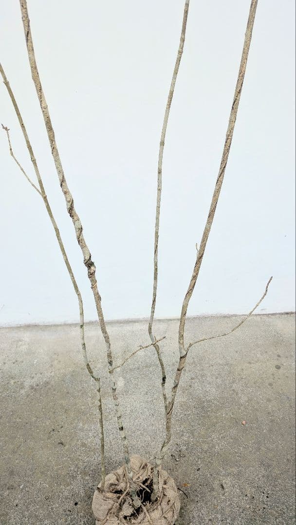 山採りアオダモ。