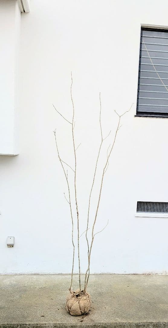 山採りアオダモ。