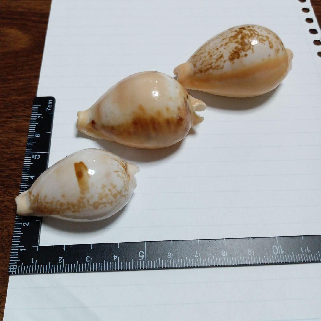 タカラガイセット