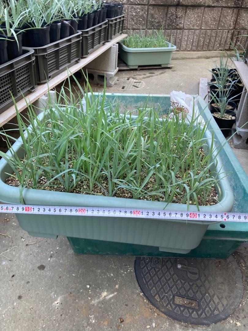 ユッカロストラータ110株＋α