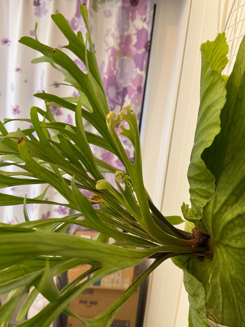 キッチャクード　立葉　リドレイ寄り