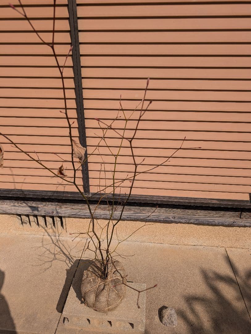 クロモジ　株立　②