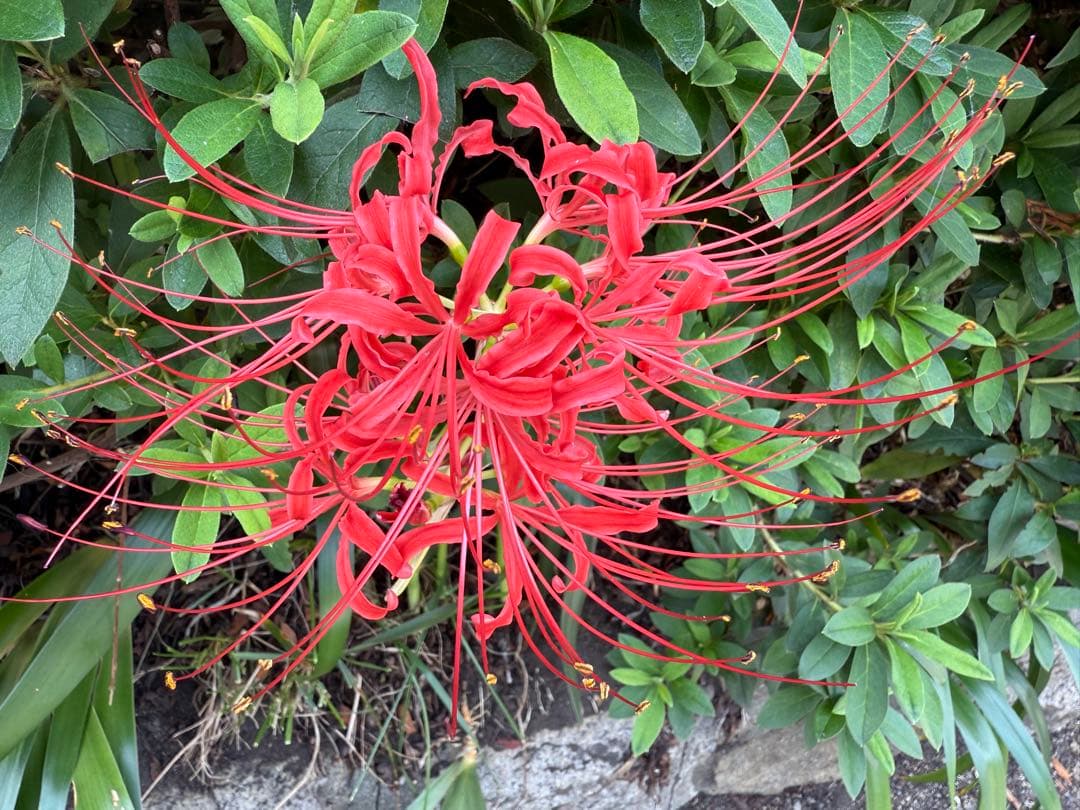 極稀少★美しいオールドサンルイSt.Louisクリスタルマスタード入れ100年前