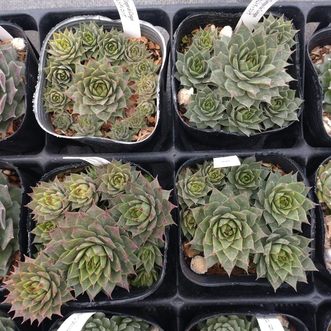 1ポット410円〜 センペルビウム26年1月 その1