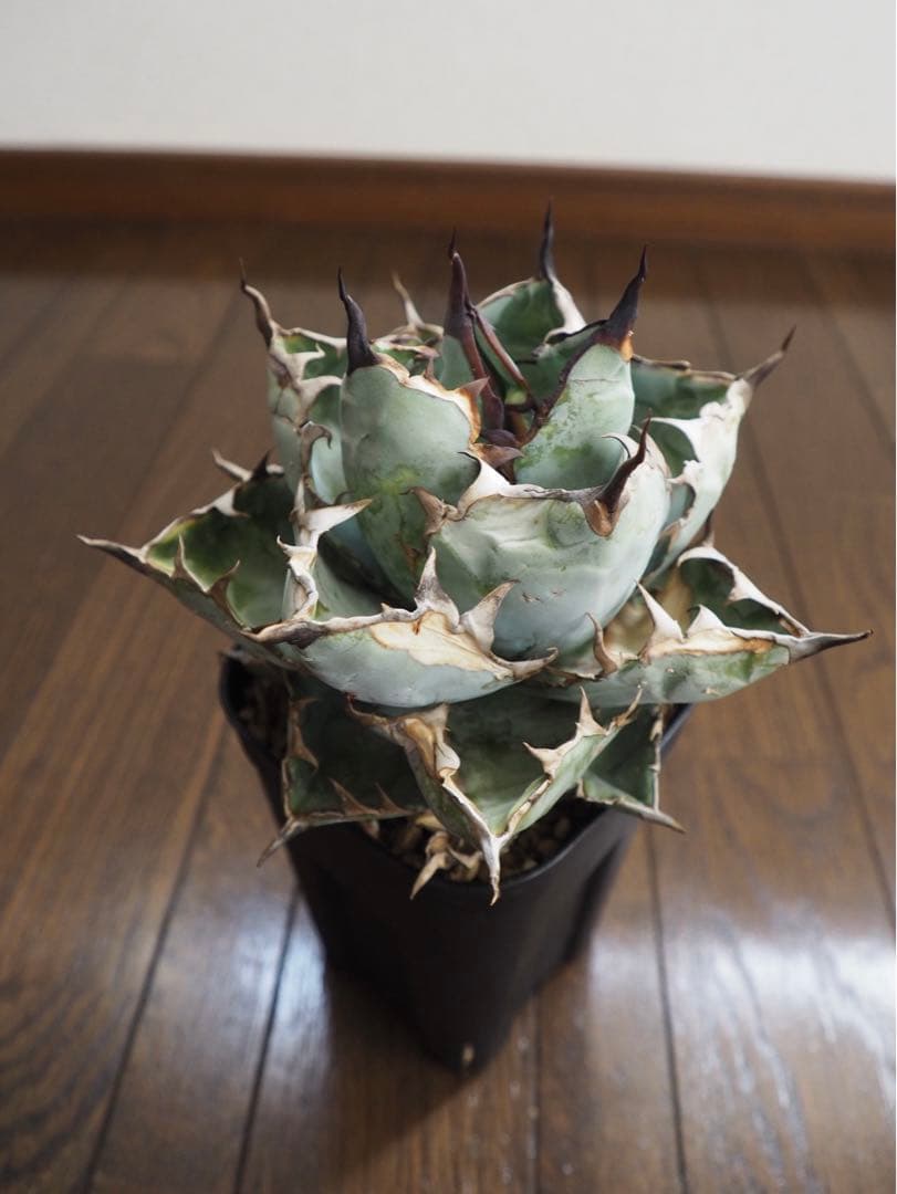 アガベ　チタノタ　台湾産　ブラックアンドブルー