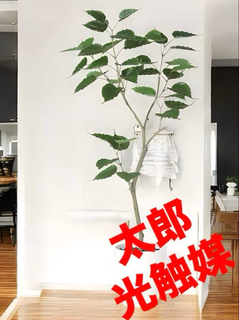 光触媒　人工観葉植物　ウォールグリーン　フェイクグリーン　インドボダイジュFST
