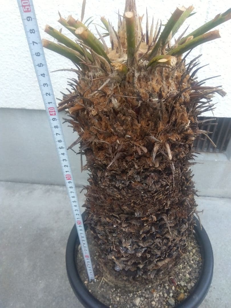 ソテツ　特大株❗　か