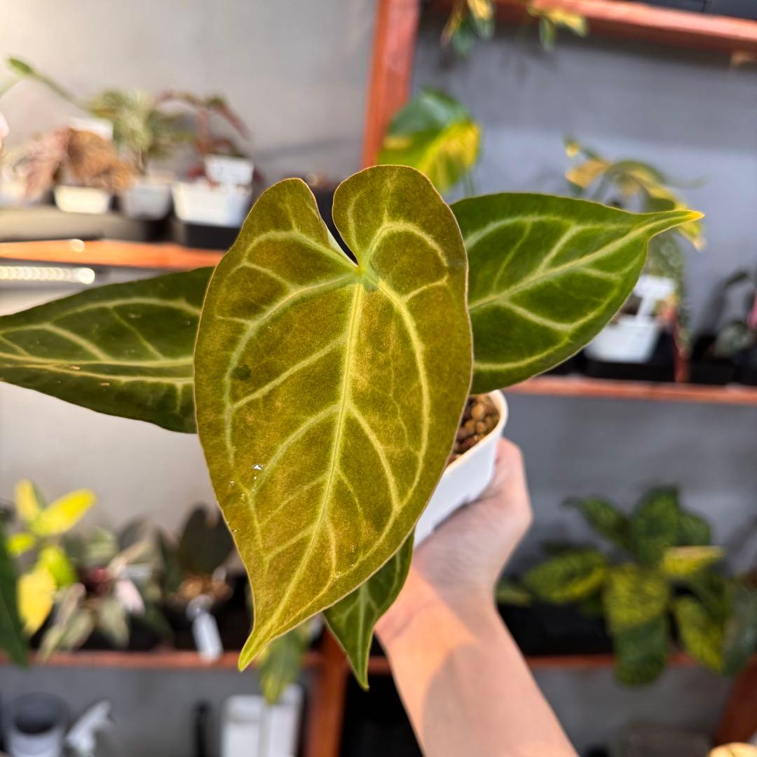 65 アンスリウム　クリスタリナム　ハイブリッド　斑入り　激レア抹茶斑　ミント斑