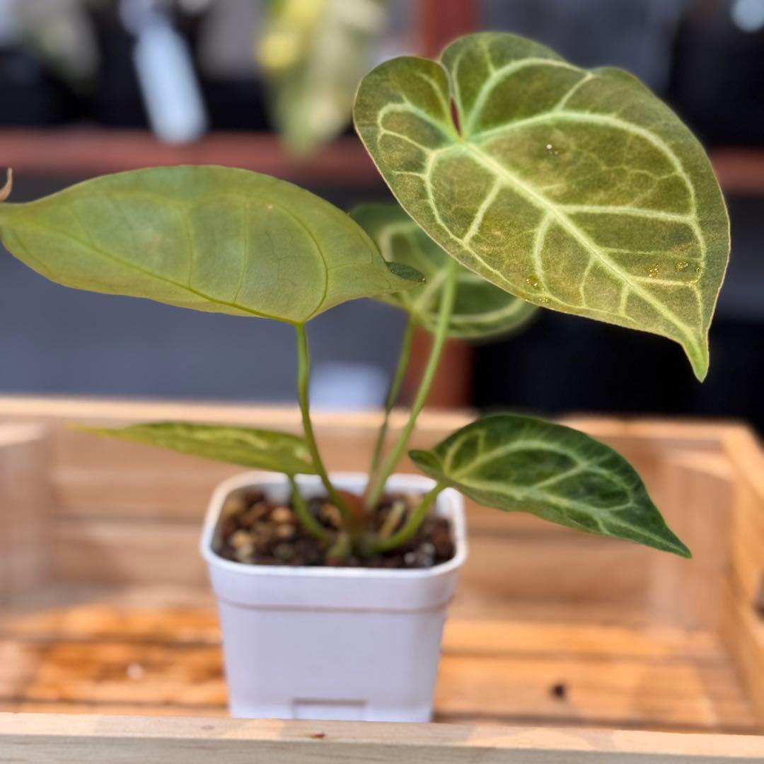 65 アンスリウム　クリスタリナム　ハイブリッド　斑入り　激レア抹茶斑　ミント斑