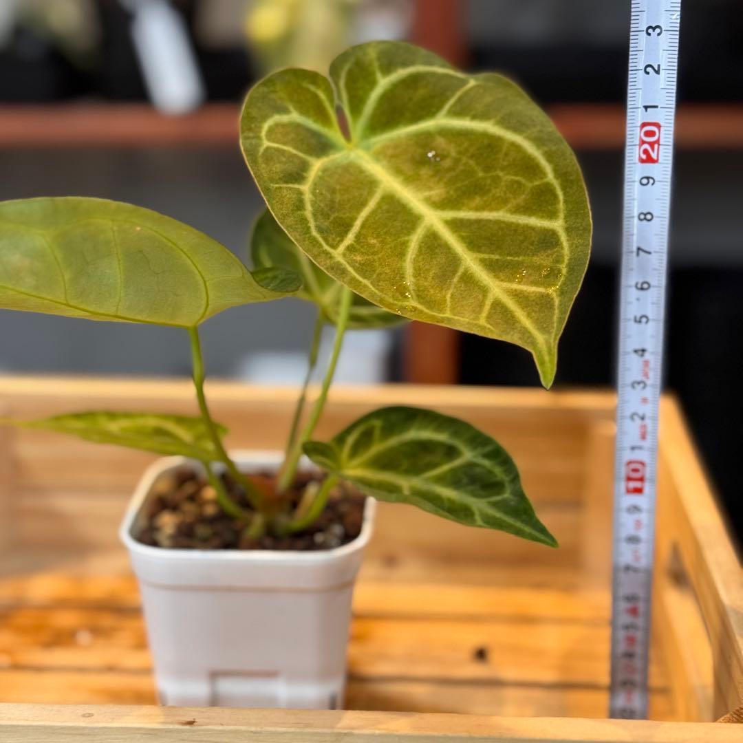 65 アンスリウム　クリスタリナム　ハイブリッド　斑入り　激レア抹茶斑　ミント斑