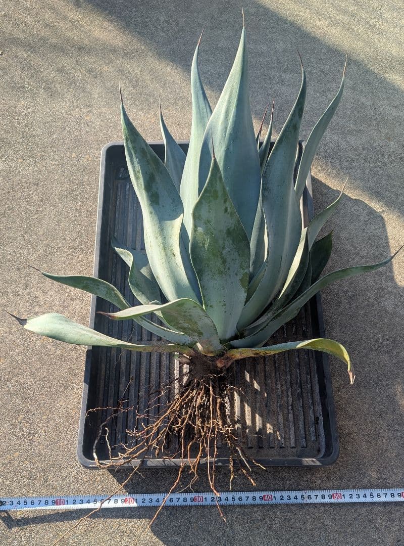 アガベ☆ アメリカーナ変種 『闇夜烏』 特大株　路地植え向き 美株